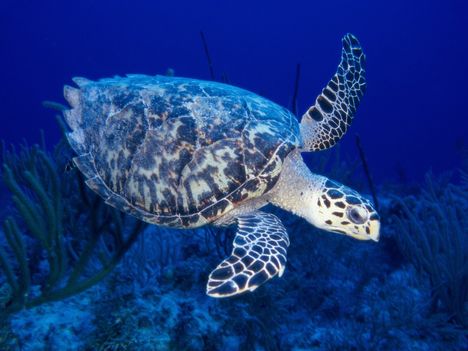 teknos_turtle05[1]
