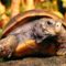 teknos_turtle06[2]