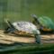 teknos_turtle07[1]