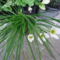 Zefírvirág