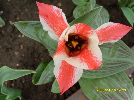 Botanikai tulipán