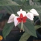 Clerodendrum thomsoniae