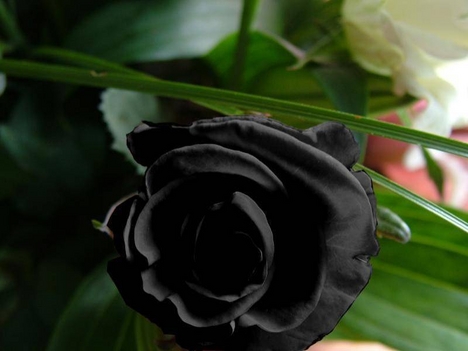 fekete rózsaszál