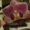 Közepes phalaenopsis
