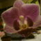 Közepes virágú lepkeorchidea