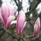 Magnolia, nálunk tulipánfa