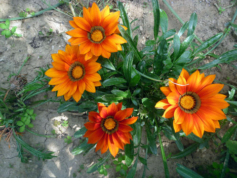 nyári gerbera