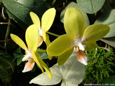 orchidea2_1024x768