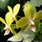 orchidea2_1024x768