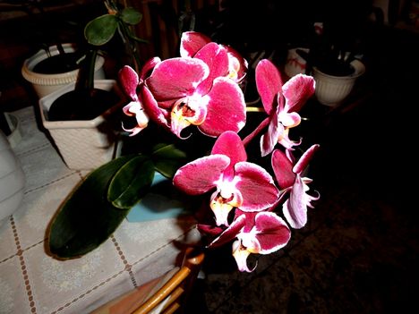 Orchideák 14