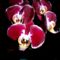 Orchideák 23