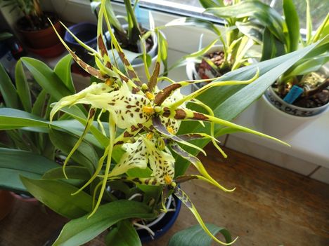 Orchideák 24