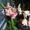 Orchideák 7