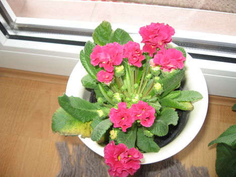 Primula 2 fodros virágú