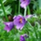 pulsatilla-vulgaris