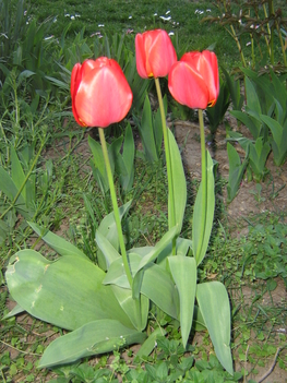 Tulipán