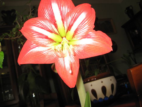 Virág 1