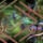 Cila51_0189_1511485_1873_t