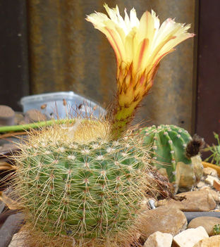 gömbkaktusz 1