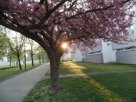 SZOMBATHELY 5
