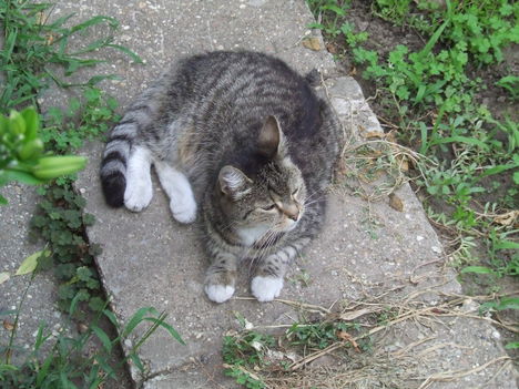 2009 Mircike