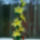 Kedvenc_viragom_a_liliom_1512534_2112_t