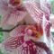 Orchideaim_1514461_5522_s