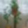 Harisnya_29_1516991_7518_t