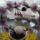 Harisnya_9_1516971_3661_t