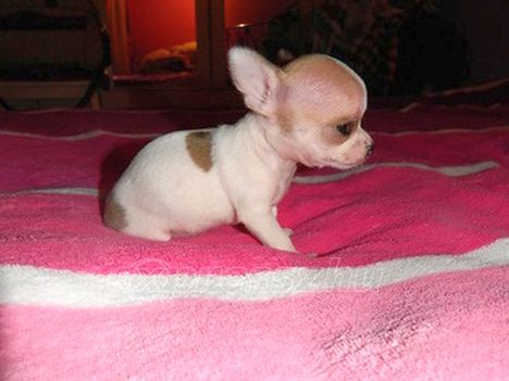 cuki 2