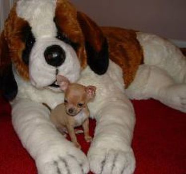 cuki 7