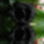 Fekete_rozsa_1517075_2638_t