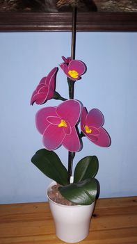 orchidea