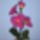 Orchidea-002_1517580_8546_t