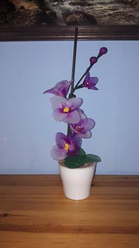 orchidea