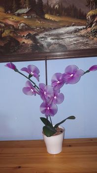 orchidea 2