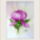 Punkosdi_rozsa_1517616_3611_t