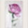 Punkosdi_rozsa_2_1517621_9514_t