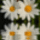 Viztukros_margareta_1517076_9261_t