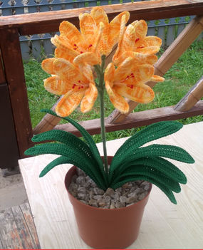 clivia