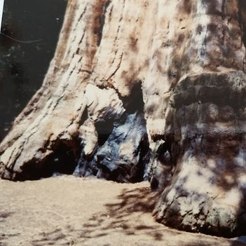 Giant tree Kings Canyon