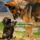 Litle_dog_1518102_8032_t