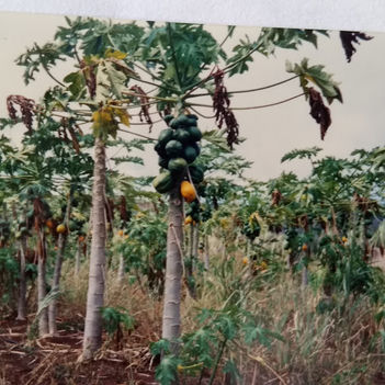 Mangó ültetvény Hawaiin