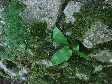 növények Plitvice