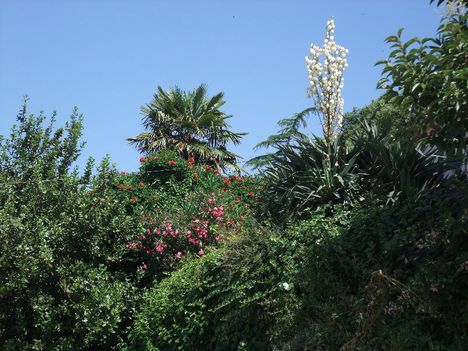 Növények Plitvice 2