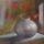 Pipacs_1518724_9648_t