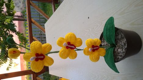 sárga orchidea
