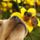 A_mehecske_nem_ennivalo__01_1519671_6490_t