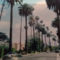 Beverly Hills pálmafái