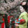 Cseresznyetanc_1519408_2424_t